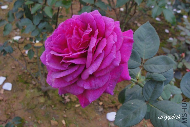 nEO_IMG_DSC08471.jpg