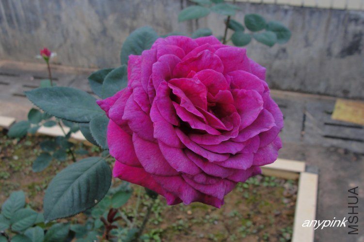 nEO_IMG_DSC08474.jpg