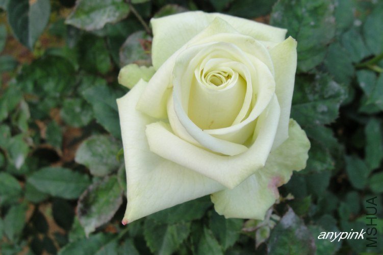 nEO_IMG_DSC08277.jpg
