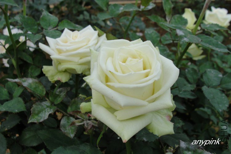 nEO_IMG_DSC08354.jpg