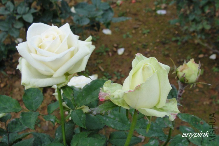 nEO_IMG_DSC08359.jpg