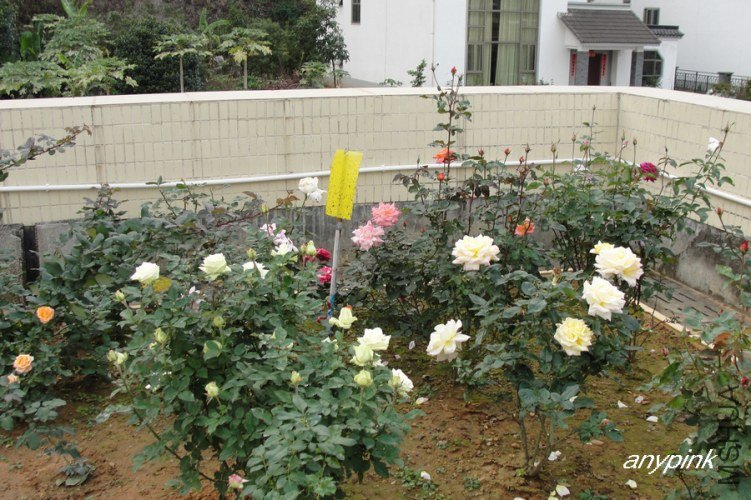nEO_IMG_DSC08451.jpg
