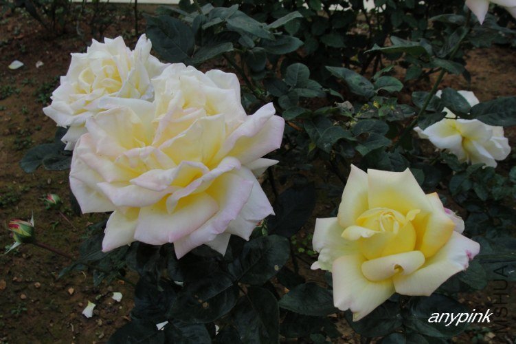 nEO_IMG_DSC08475.jpg