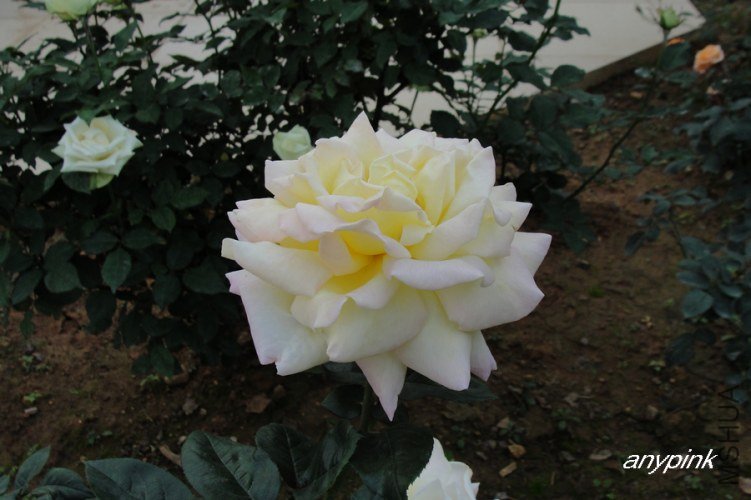 nEO_IMG_DSC08476.jpg