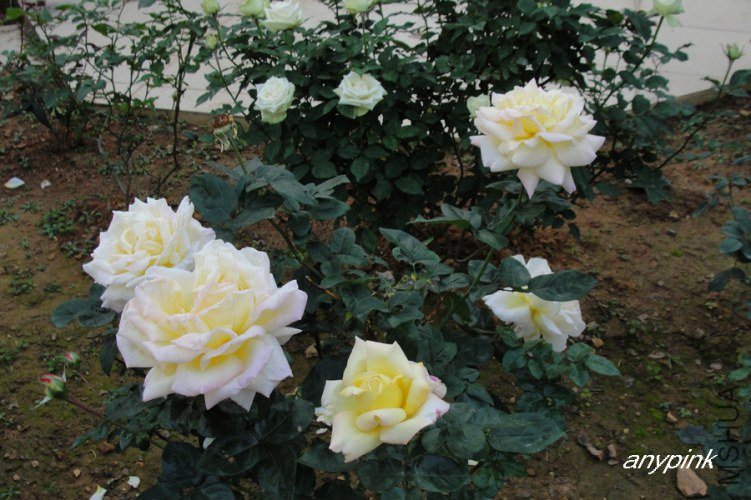 nEO_IMG_DSC08477.jpg