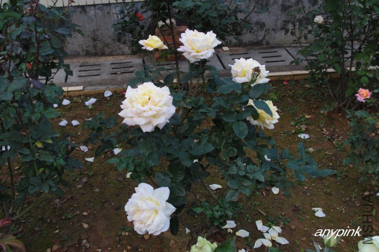 nEO_IMG_DSC08542.jpg