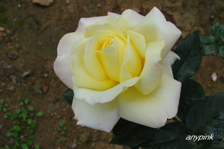 nEO_IMG_DSC08211.jpg