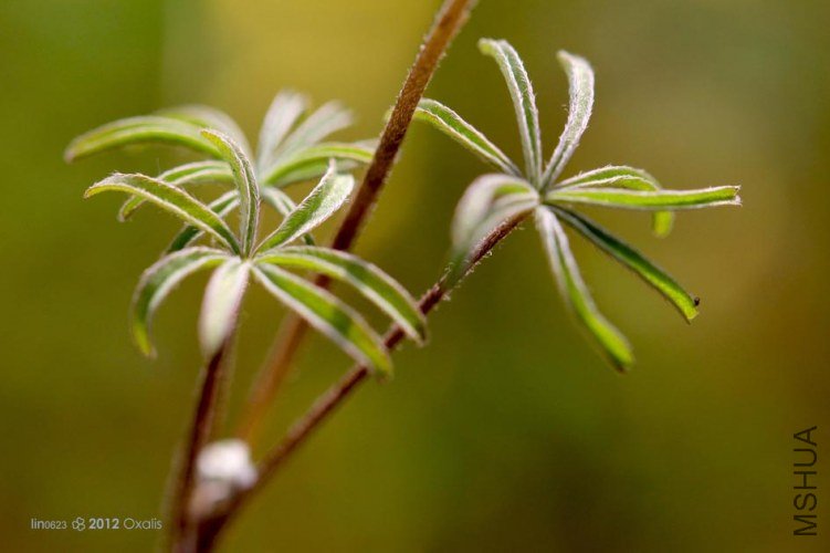 Oxalis engleriana.JPG