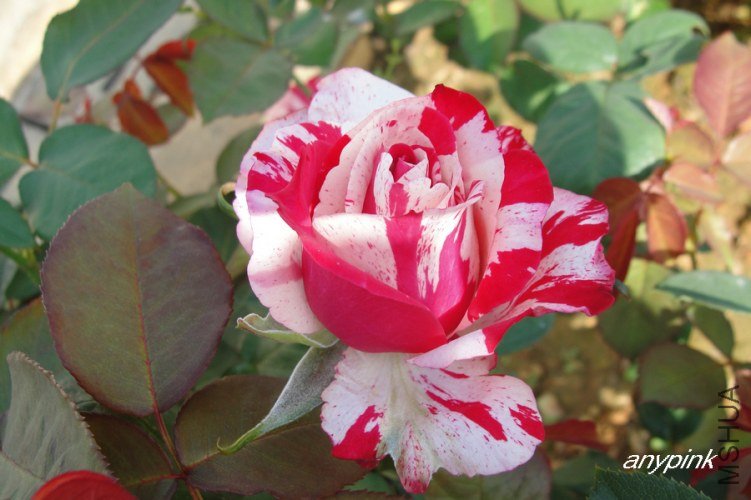 nEO_IMG_DSC07609.jpg