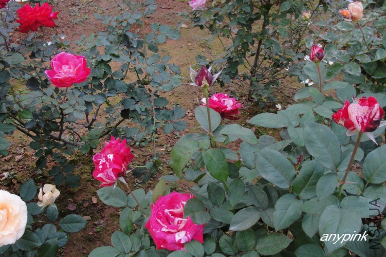 DSC08478-1.jpg