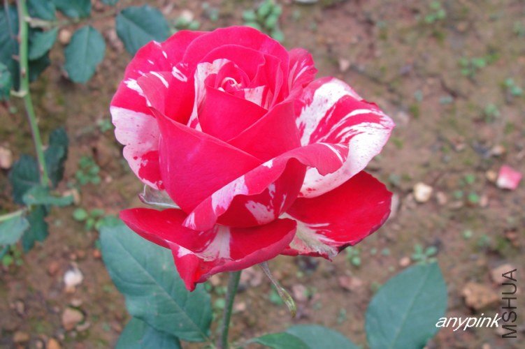 nEO_IMG_DSC08271.jpg
