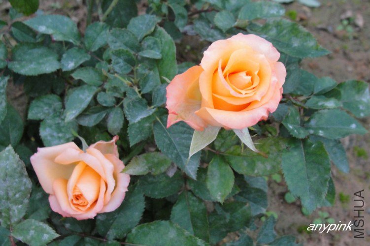 nEO_IMG_DSC08129.jpg
