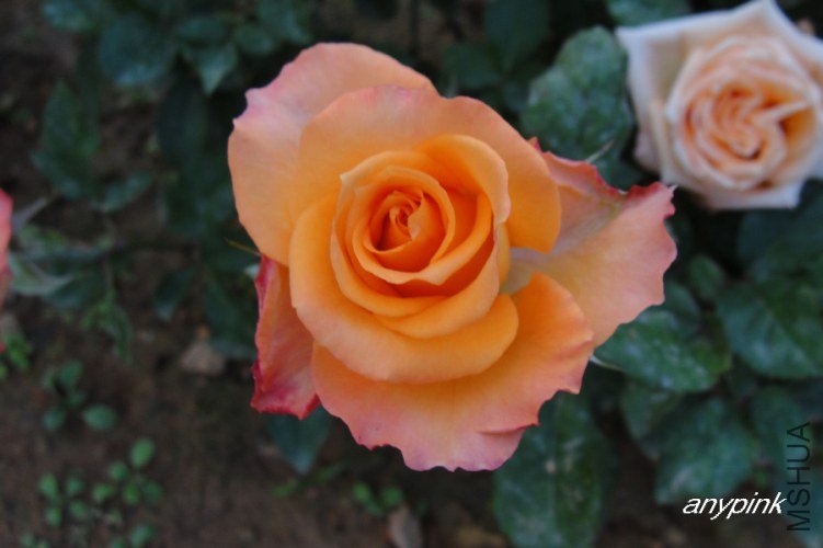 nEO_IMG_DSC08534.jpg