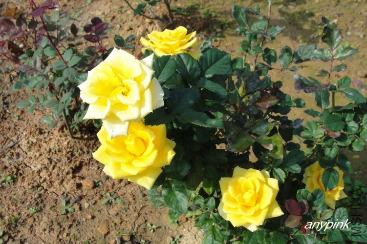 nEO_IMG_DSC07991.jpg
