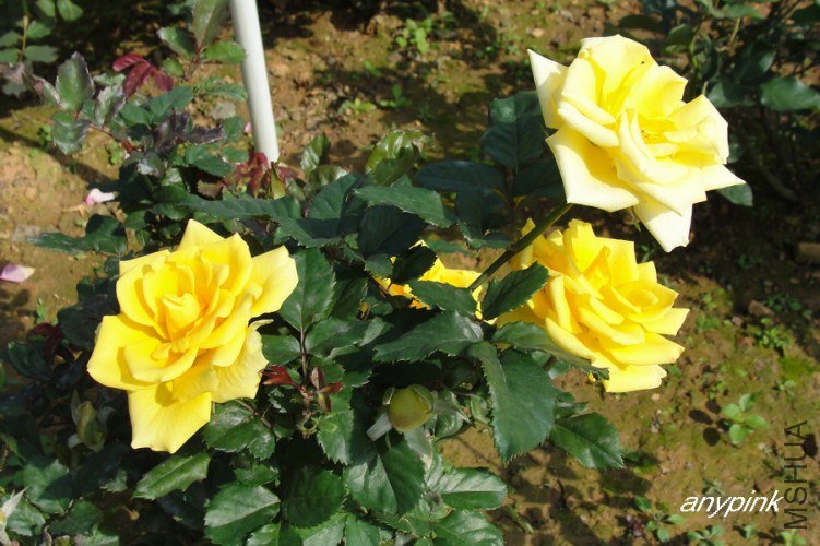 nEO_IMG_DSC07994.jpg