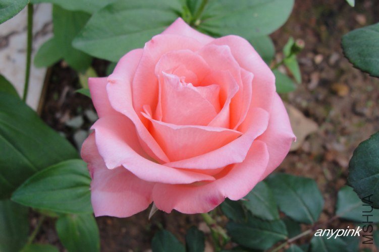 nEO_IMG_DSC08285.jpg