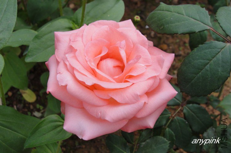 nEO_IMG_DSC08407.jpg