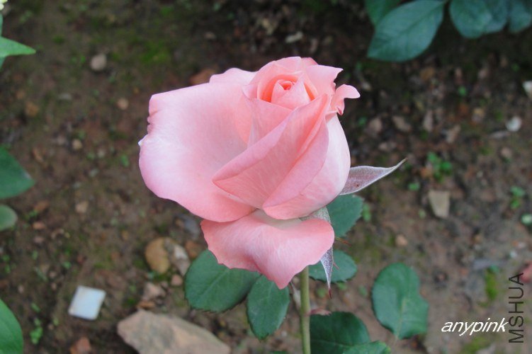 nEO_IMG_DSC08411.jpg