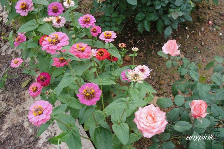 DSC08409-1.jpg