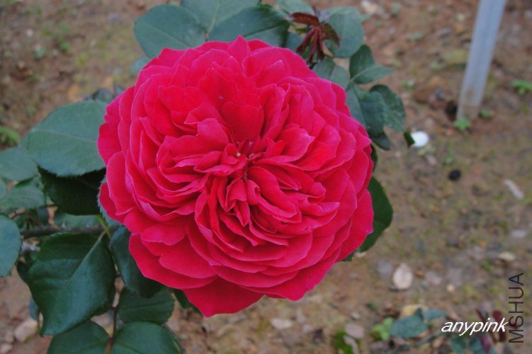 nEO_IMG_DSC08458.jpg