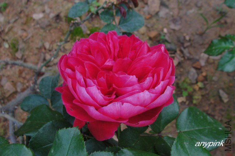 nEO_IMG_DSC08459.jpg