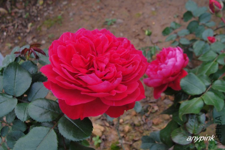 nEO_IMG_DSC08455.jpg