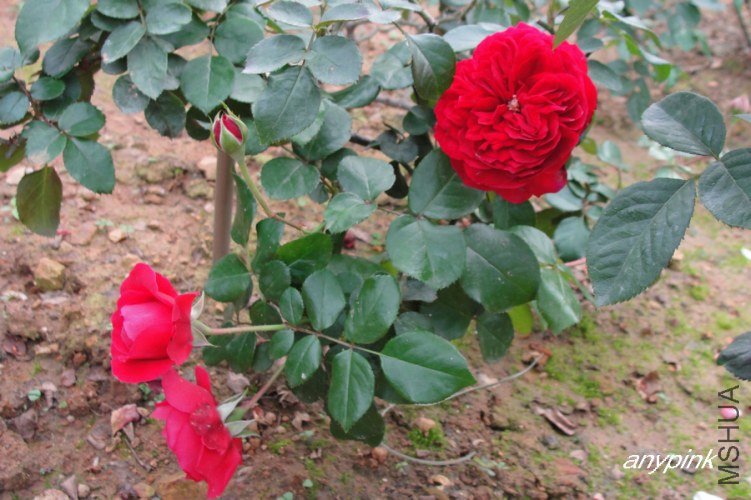 nEO_IMG_DSC08397.jpg