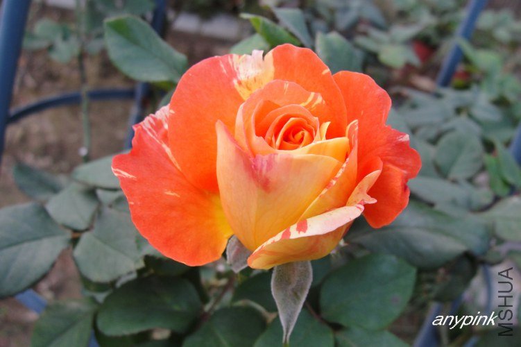 nEO_IMG_DSC08105.jpg