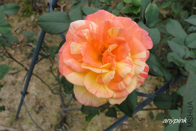 nEO_IMG_DSC08181.jpg