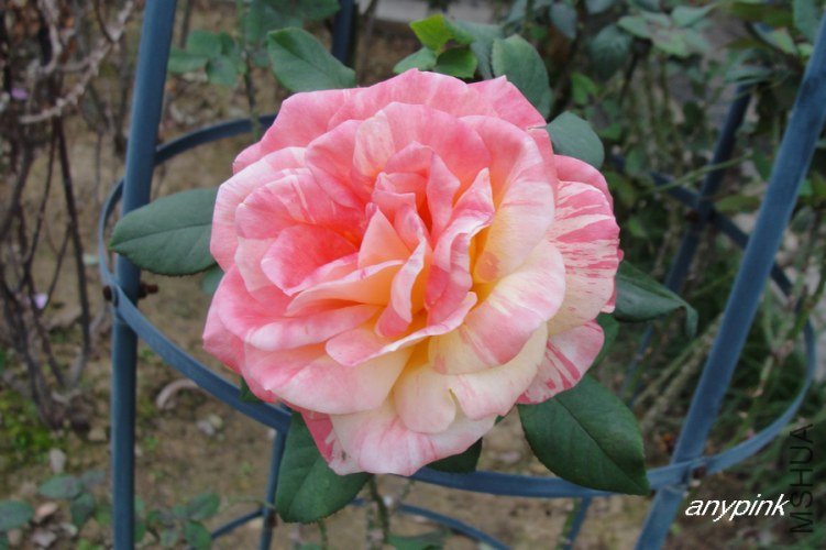 nEO_IMG_DSC08308.jpg