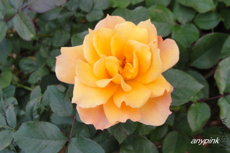 nEO_IMG_DSC08288.jpg