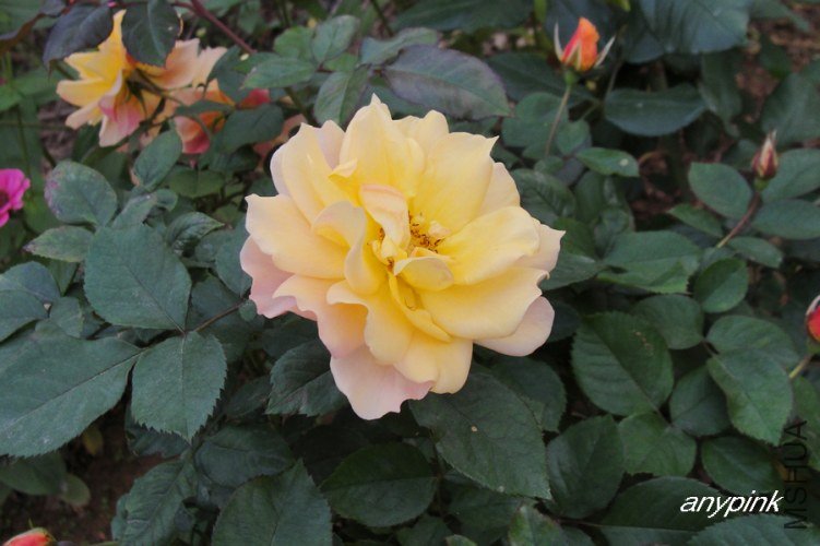 nEO_IMG_DSC08463.jpg