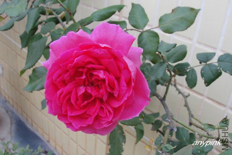 nEO_IMG_DSC08330.jpg