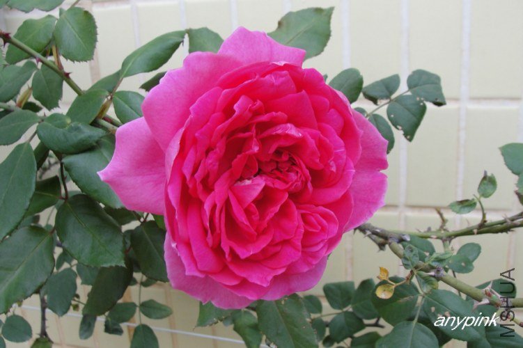 nEO_IMG_DSC08300.jpg
