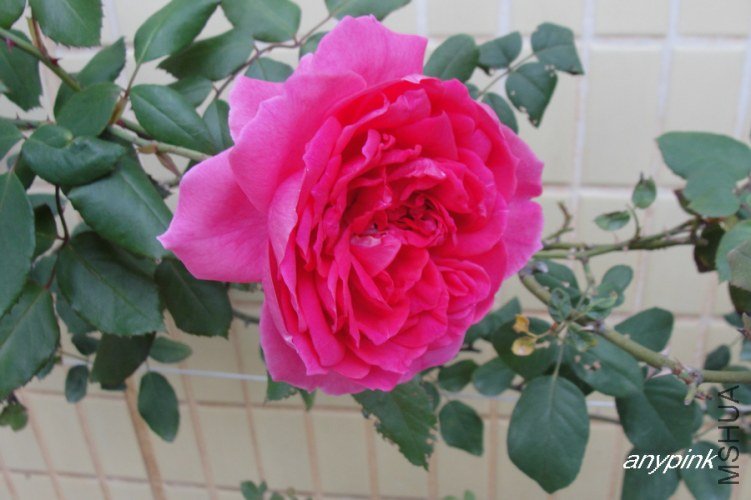 nEO_IMG_DSC08302.jpg
