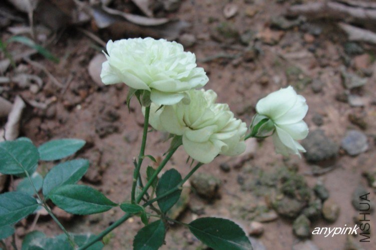 nEO_IMG_DSC08328.jpg