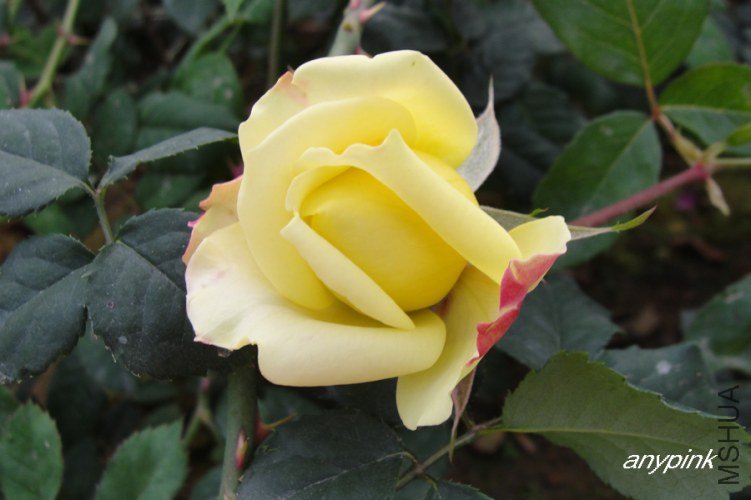 nEO_IMG_DSC08363.jpg