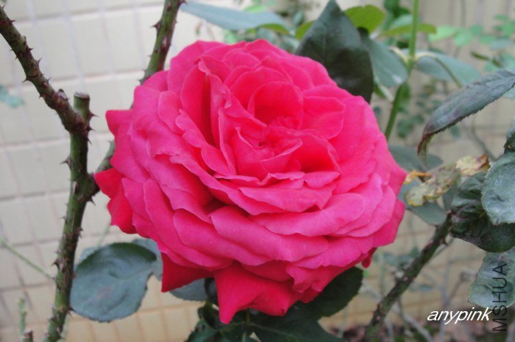 nEO_IMG_DSC08298.jpg