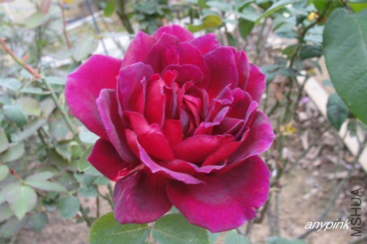 nEO_IMG_DSC08307.jpg
