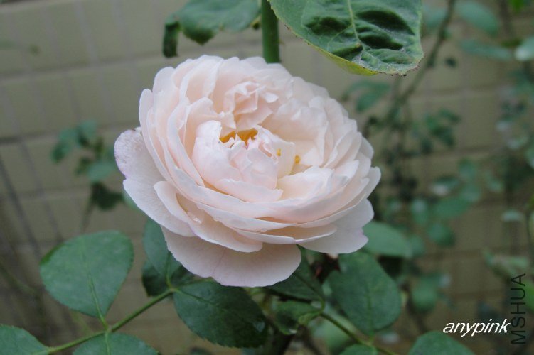 nEO_IMG_DSC07260.jpg