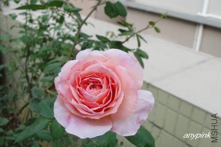 nEO_IMG_DSC07030.jpg
