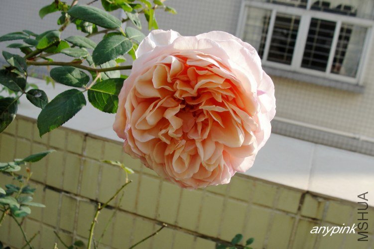 DSC07075-2.jpg