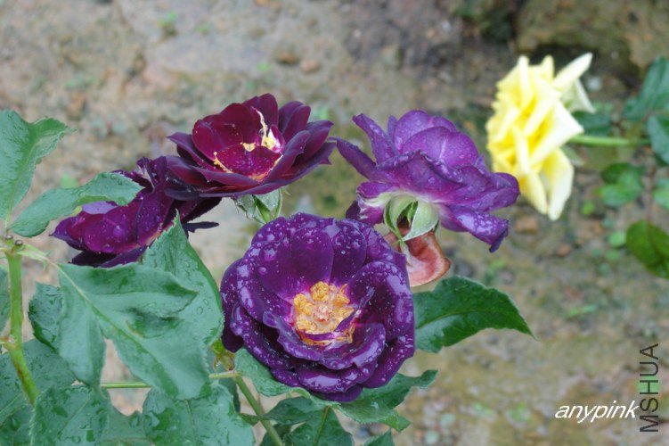 nEO_IMG_DSC07755.jpg