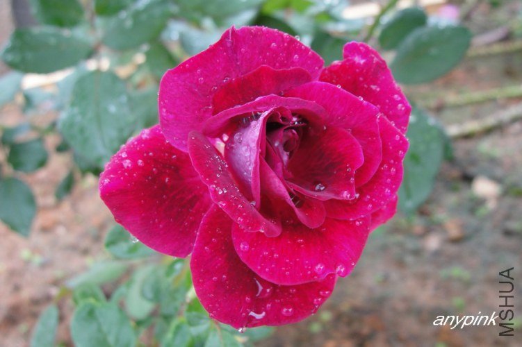nEO_IMG_DSC07774.jpg