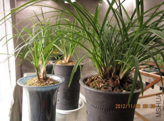 psb (10).jpg