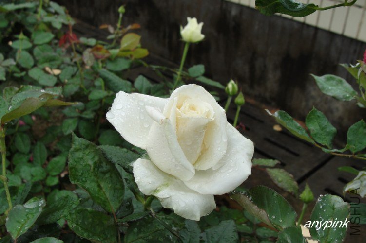 nEO_IMG_DSC07723.jpg