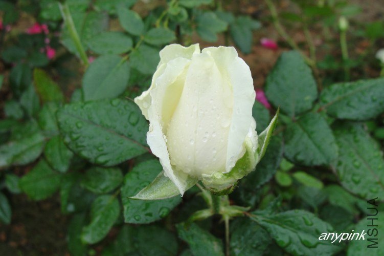 nEO_IMG_DSC07729.jpg