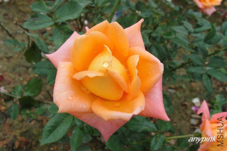 nEO_IMG_DSC07404.jpg