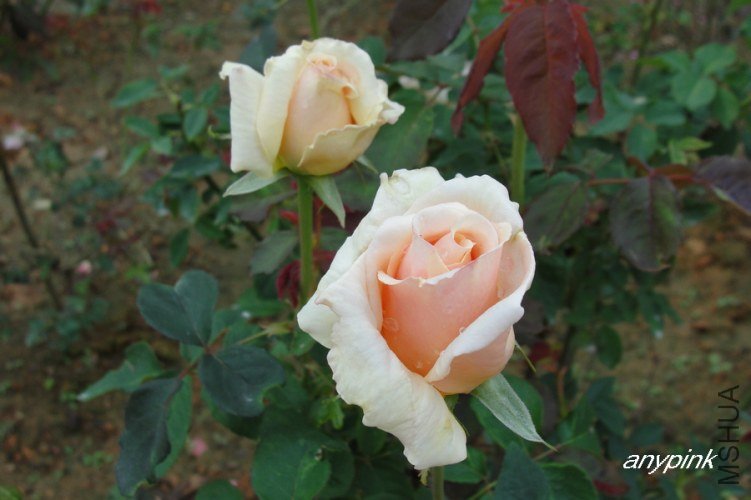 nEO_IMG_DSC07413.jpg