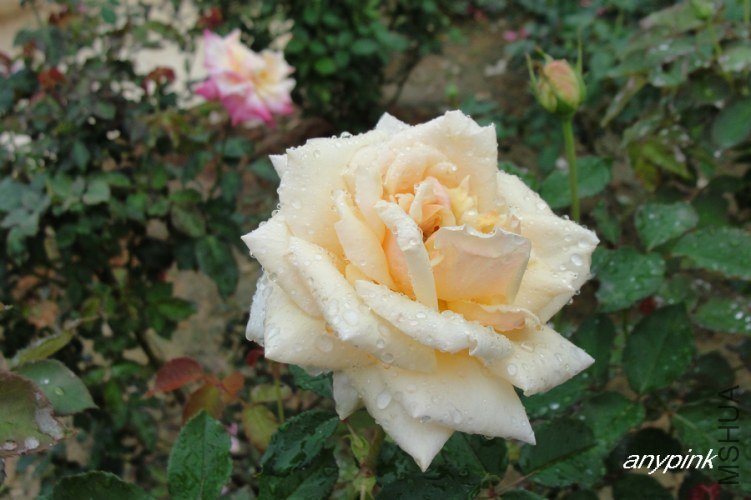 nEO_IMG_DSC07730.jpg